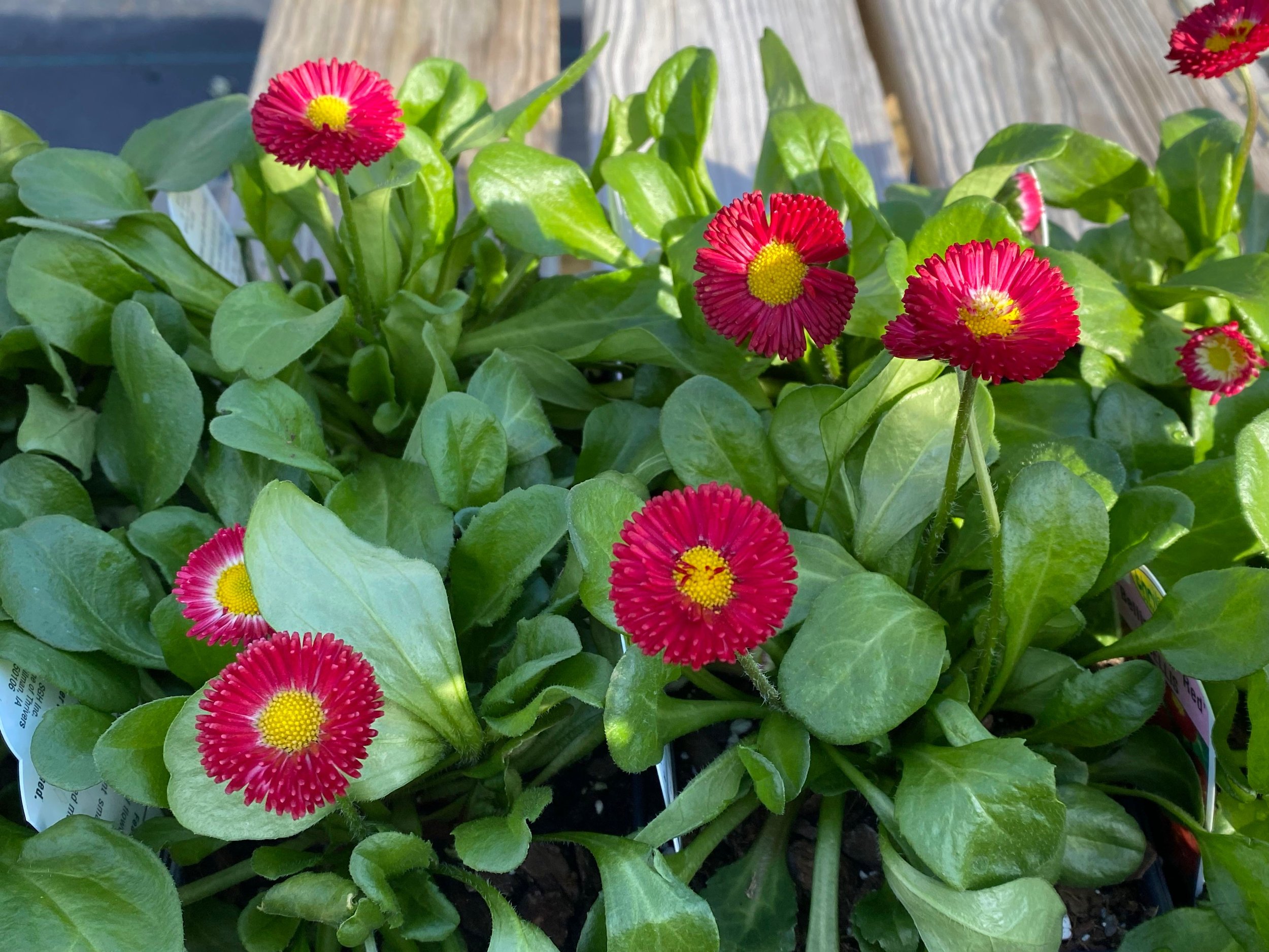 English daisy deals